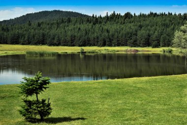Küçük bir ağaç, mavi gökyüzü bulutlu, açık yeşil çayır