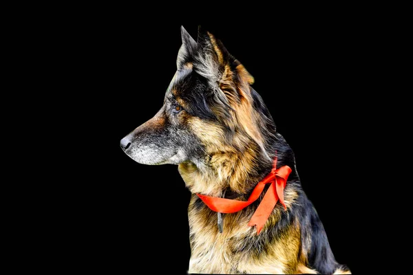 ジャーマン シェパード犬分離された背景 黒背景 — ストック写真