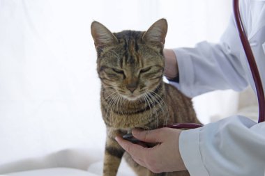 Beyaz arka planda steteskoplu, izole edilmiş, kapalı bir odada incelenmiş dişi kedi.