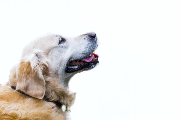 Gouden Retriver Hond Geïsoleerd Achtergrond — Stockfoto