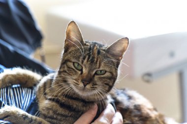 Onun sahibi ile oturan yetişkin dişi kedi