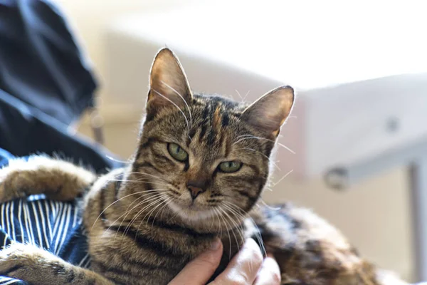 Onun sahibi ile oturan yetişkin dişi kedi