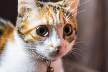 Kedi seyir kameraya yakın çekim