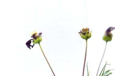 Üç çiçek tomurcukları izole, açık fotoğraf