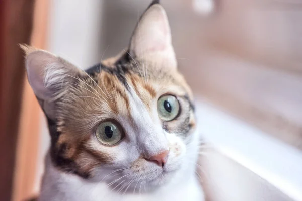 Pencerenin yanındaki dişi yavru kedi, yakın çekim, kapalı mekan, makro fotoğraf.