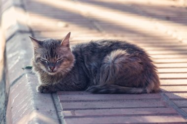 Gri renkli bir sokak kedisi bahçede uyuyor. Kapalı, açık havada.