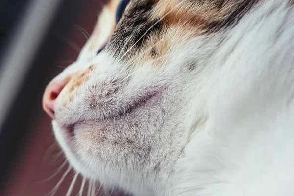 Hembra Calico Gato Mirando Través Una Ventana Cerca Punto Vista —  Fotos de Stock