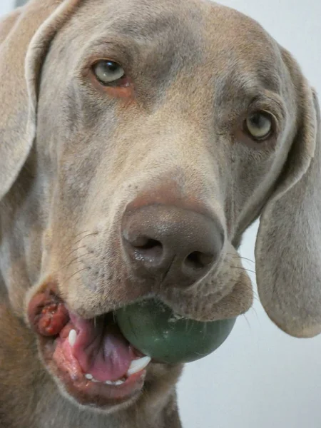 Όμορφη Weimaraner Dog Πορτρέτο Φωτογραφία Ιστορικό — Φωτογραφία Αρχείου