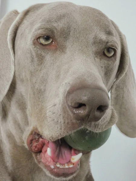 Gyönyörű Weimaraner Dog Portré Photography Háttér — Stock Fotó