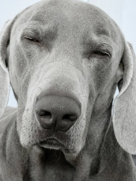 Cão Weimaraner Bonito Fotografia Retrato Fundo — Fotografia de Stock