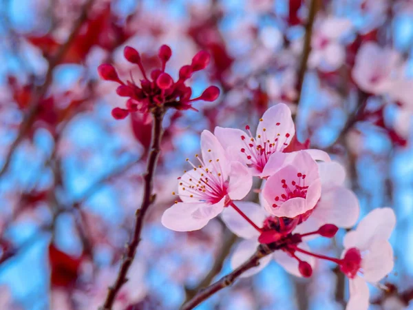 Cherry Blossom Flower Background — Stock Photo, Image