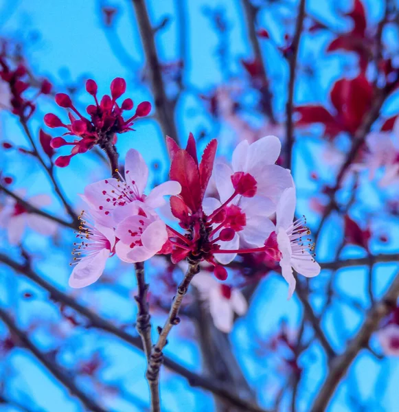 Cherry Blossom Fundal Flori Fotografie de stoc