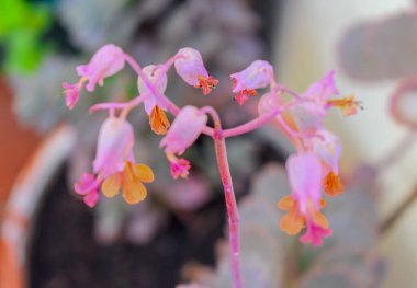 Kalanchoe Fedtschenkoi Güzel Çiçek