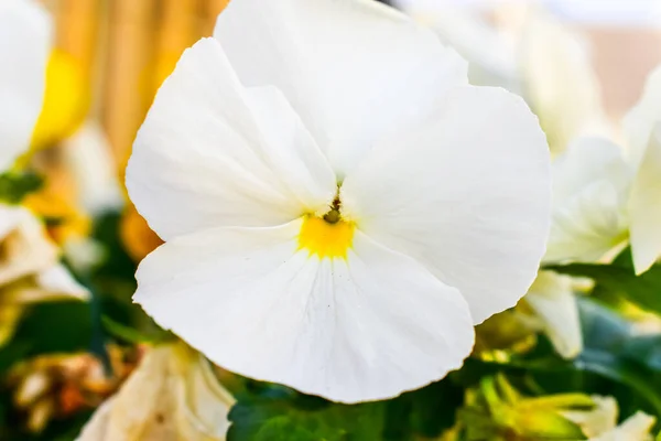 Viola  wittrockiana white flower photography