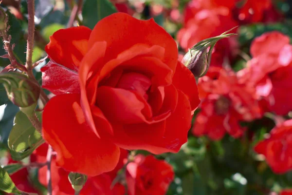 Giardino Rosso Rose Sfondo — Foto Stock