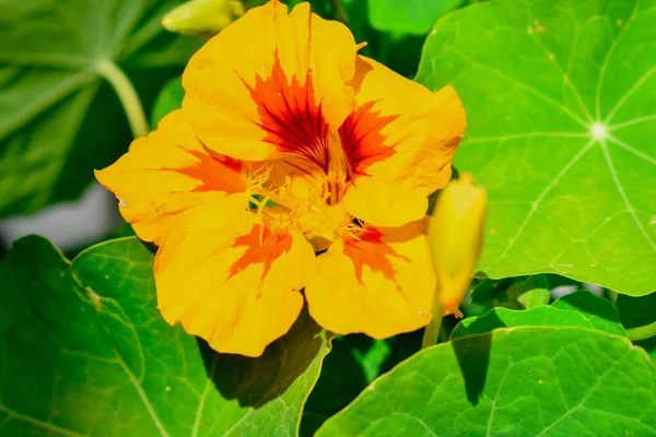 Nasturtium Květinář Příroda Fotografie Pozadí — Stock fotografie