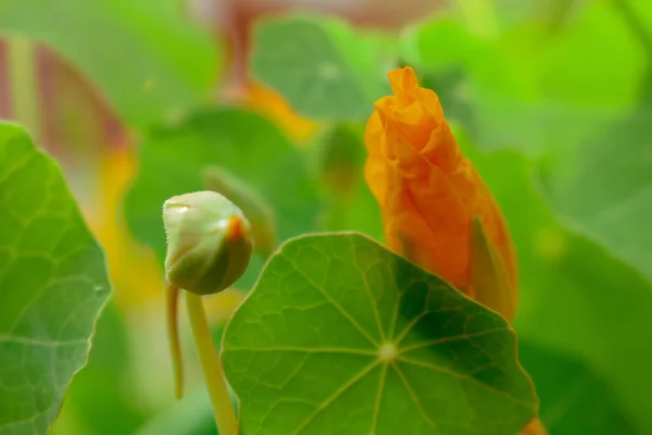 Nasturtium Flower- Nature Photography Background