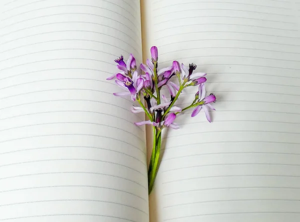 Melia azedarach flower on book