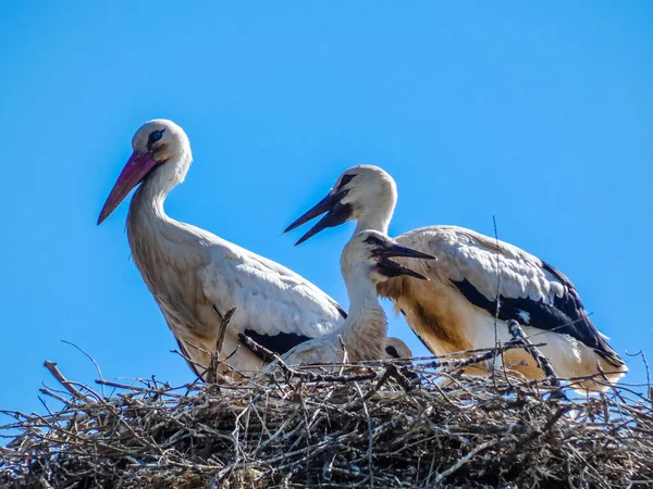 Ciconiidae Stork Family Ciconiidae Background — Stock Photo, Image