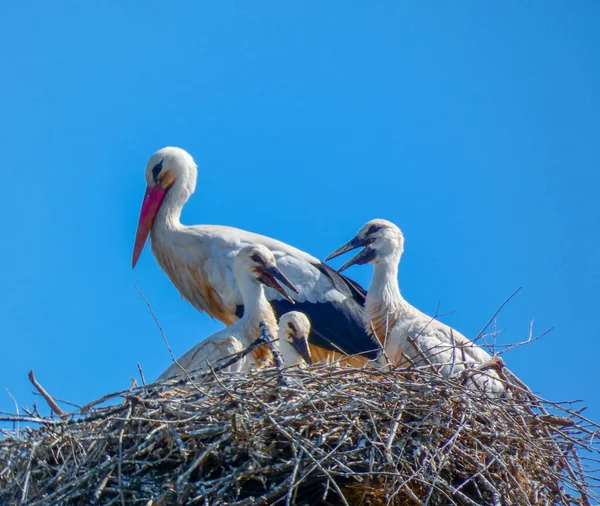 Ciconiidae Stork Family Ciconiidae Background — Stock Photo, Image