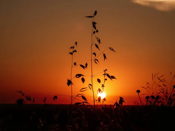 Sonnenuntergang Mit Grasblumen Silhouette — Stockfoto