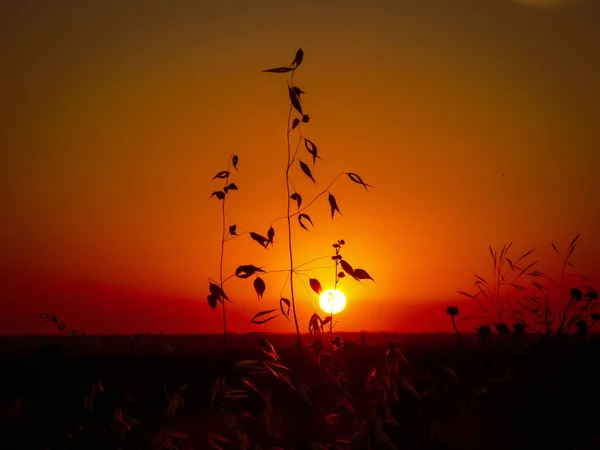 Sonnenuntergang Mit Grasblumen Silhouette — Stockfoto
