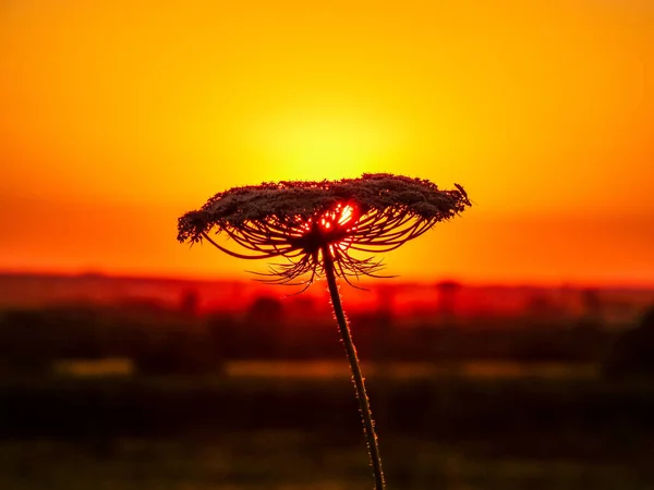 Sunset with grass flower silhouette