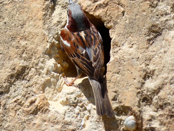 Sparrow Wildlife Nature Photography — Stock fotografie