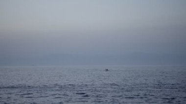 Sahile doğru kürek çekmeye tekne. Yaz akşam vurdu, Supetar, Island Brac, Hırvatistan, Europe.