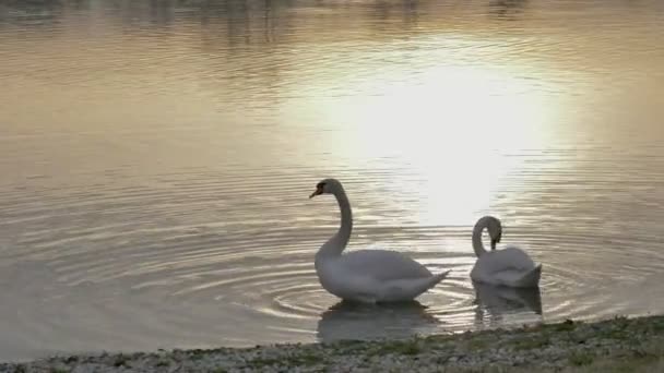 Лебеді Березі Озера Один Поширення Його Крил Днем Зими — стокове відео