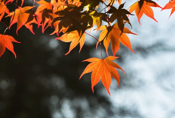 Red fall maple leaves backlit with sunshine