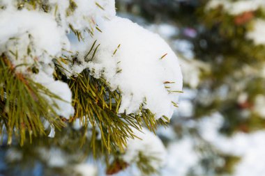 Beyaz kar bir paket altında yeşil kürk ile Çam dalı, closeup