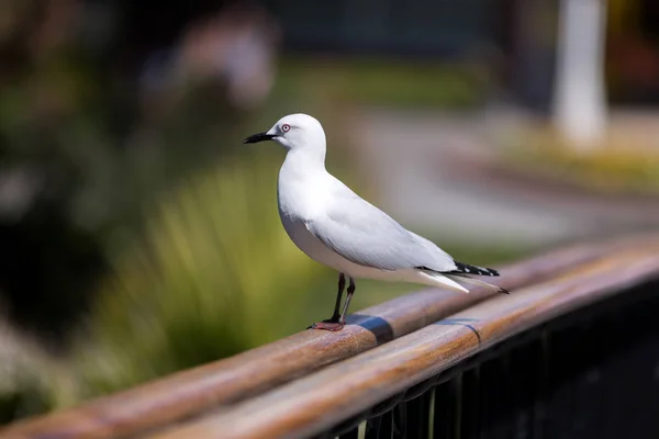 Schwarzschnabelmöwe Steht Auf Einem Geländer Einer Brücke Seite — Stockfoto