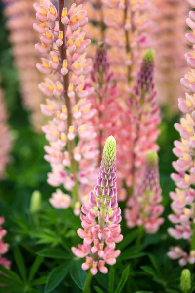 Somon pembe vahşi lupin çiçek, portre.