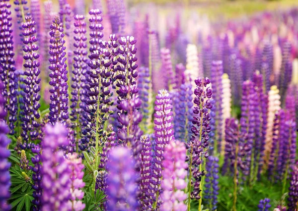 Yeni Zelanda, closeup vahşi lupins alan