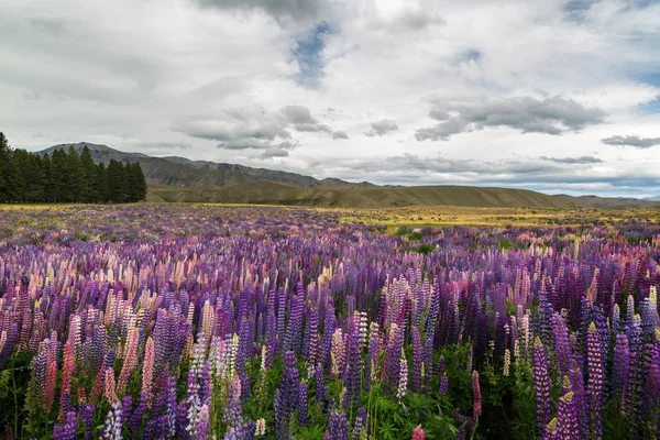 Ön plan için Yeni Zelanda dağları ile vahşi lupines alan bir görünüm