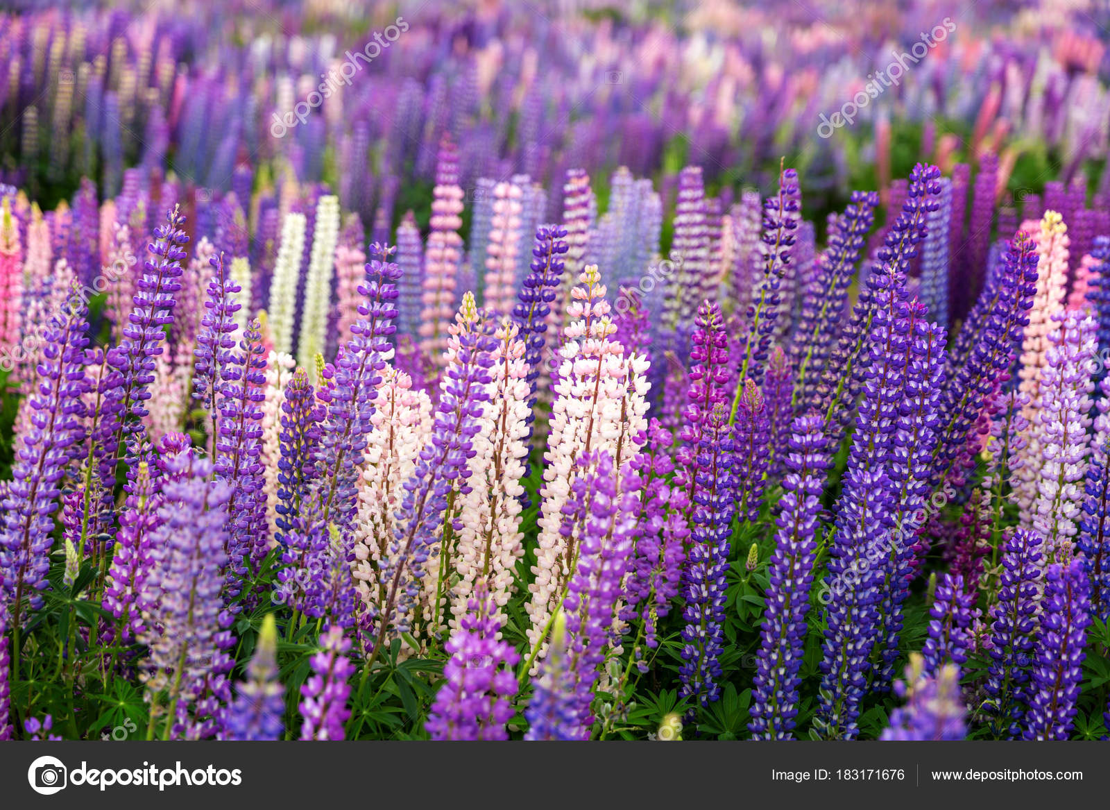 Flores primaverales hermosas en un campo — Foto de stock © IrynaN