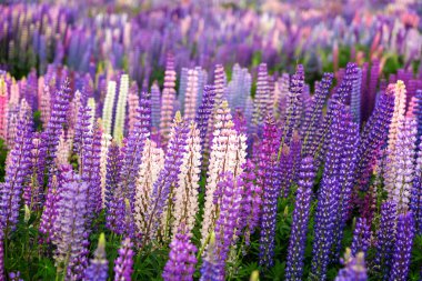 Yeni Zelanda'da vahşi lupins alan