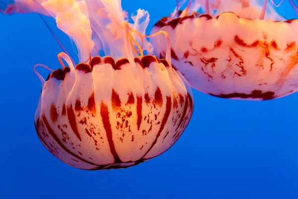 Two orange jelly fish floating on a dark blue background, chrysaora colorata, purple-striped jelly