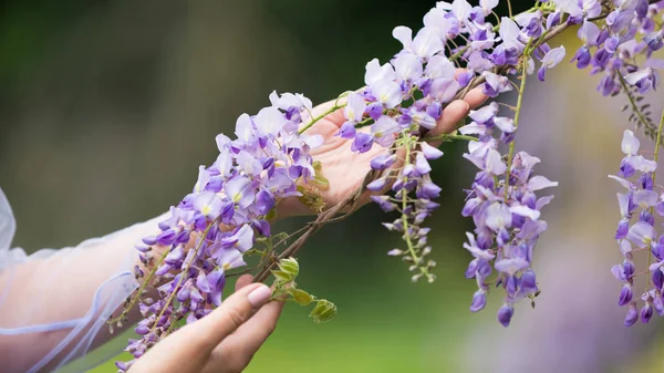 Wisteria açan asma tutan iki kadın elleri