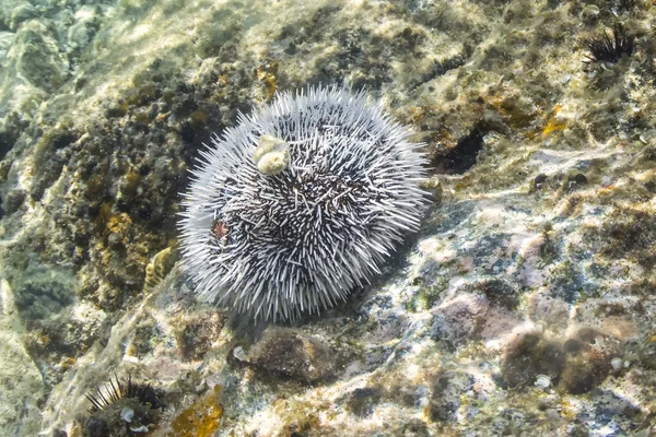 Bílá mořského ježka na karibským korálovým — Stock fotografie