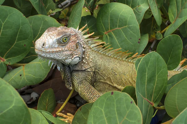 Iguana verde close-up em habitat nativo — Fotografia de Stock