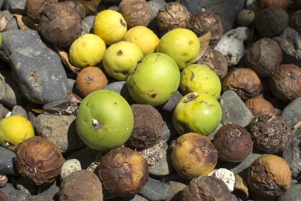Fallen fruit of deadly manchineel tree — Stock Photo, Image
