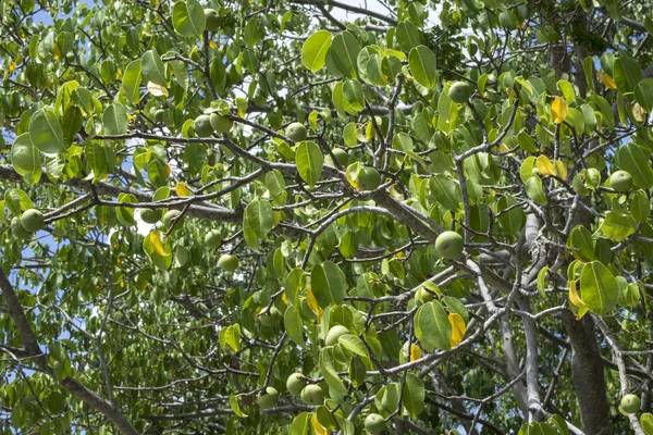 Dödliga manchineel träd med frukt — Stockfoto