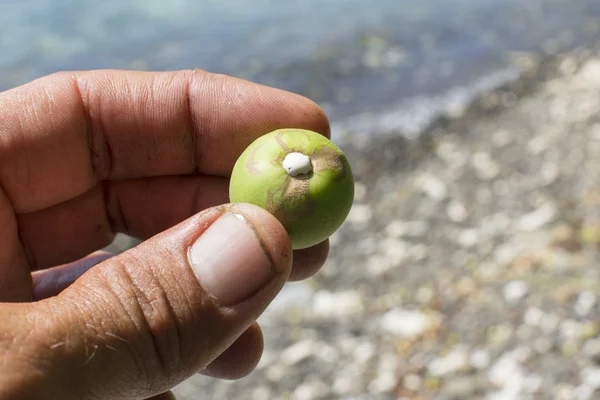 Dodelijke wit melksap op fruit of Manzanilla boom — Stockfoto