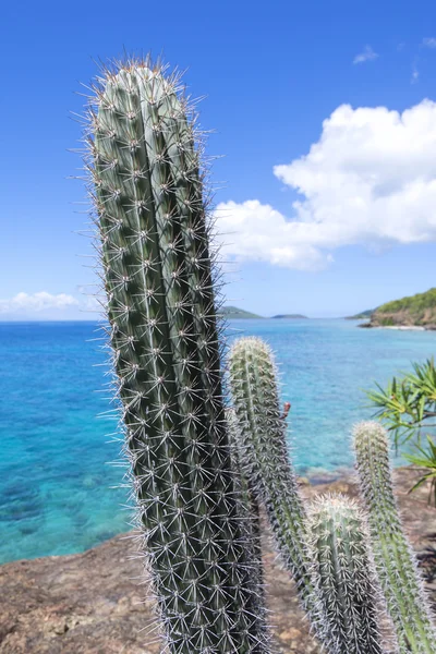 Endemiska karibiska kaktus av Isla Culebra — Stockfoto