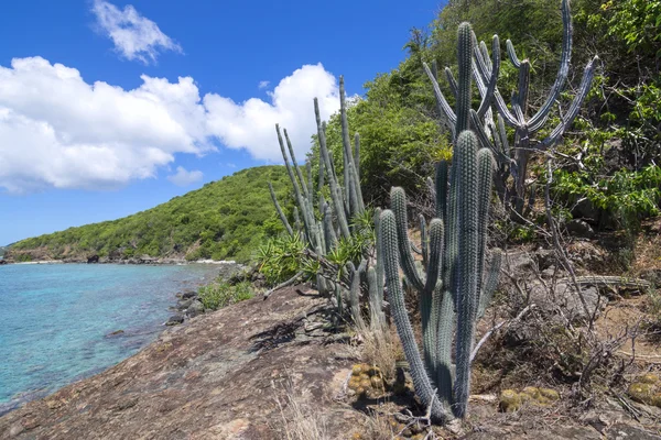 Caribische endemische plantensoorten — Stockfoto