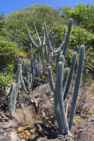 Endemikus karibi kaktusz és a növények — Stock Fotó