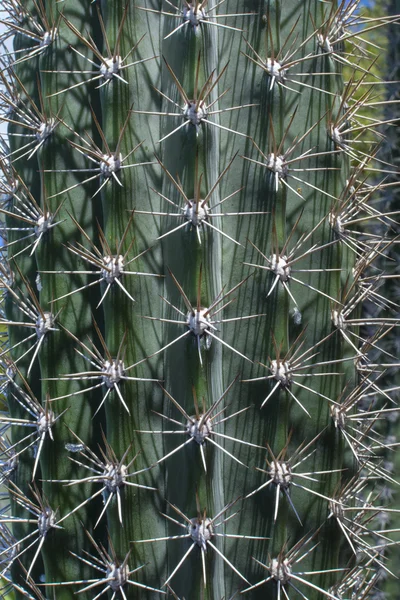 Cactus spines and ribs closeup — Stock Photo, Image