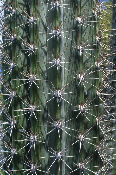 Kaktüs spines ve kaburga portre — Stok fotoğraf